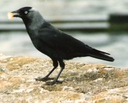 Jackdaw.jpg