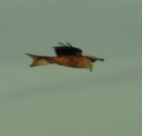 red kite 6.JPG