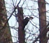 Pileated.jpg