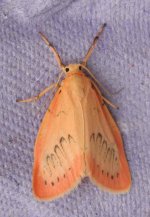 Rosy Footman 4440t.jpg