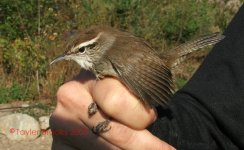 bewicks wren1.jpg