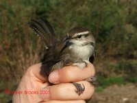 bewick's wren 2.jpg