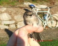 Bushtit.jpg