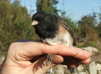 oregon junco.jpg