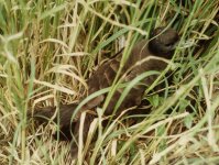 Wedge-tailed Shearwater (LHI).jpg