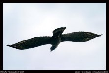 Javan Hawk-Eagle - Spizaetus bartelsi 1.jpg