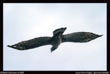 Javan Hawk-Eagle - Spizaetus bartelsis&h.jpg