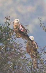 s_f_perched kites.jpg