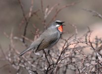 himalayan rubythroat.JPG