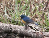 himalayan bluetail_edited-2.jpg