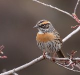 rufous-breasted accentor.JPG