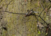 chaffinch uid bird (7 of 7)-2.jpg