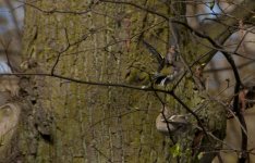 chaffinch uid bird (1 of 7)-2.jpg