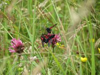 Burnet Moth 1.jpg