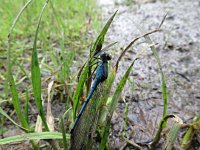 Blue-tailed Damselfly 1.jpg