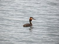 Great Crested Grebe 1.jpg