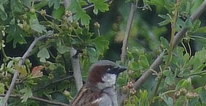 House Sparrow..1st for several years..June 12th '12.jpg
