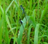 Blue Tailed Damselflies Coney.jpg