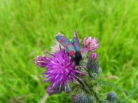 Six-spot Burnet.jpg