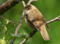 Marsh-Warbler-529.jpg