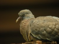 Wood Pigeon 001N.jpg