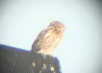 littleowl.jpg