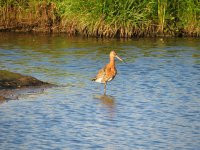 Black-tailed Godwit 1.jpg