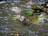 Grey Wagtail 1.jpg