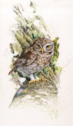 little-owl-study-(cpencil).jpg