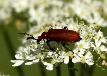 Cardinal Beetle.jpg