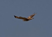 Buzzard common poss vulpinus b Petrifed Forest Lesvos 120512.jpg