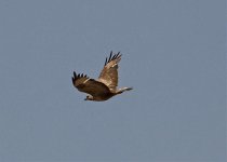 Buzzard common poss vulpinus c Petrifed Forest Lesvos 120512.jpg