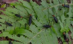 DSCN0299 Black Blister Beetles.jpg