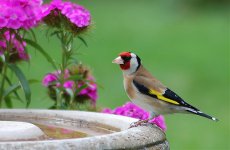 Goldfinch bird bath.jpg