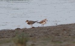 LIttle-ringed and Kentish Plovers.jpg