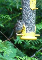 20120800 WrenorSparrow.jpg