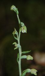 e-microphylla-11jun12.jpg