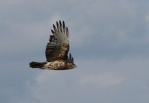 Black-chested Snake Eagle (immature) KEN 0005.JPG