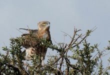 Black-chested Snake Eagle (immature) KEN 9993.JPG