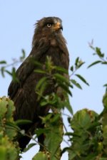 Western banded Snake Eagle UGA 2746.JPG