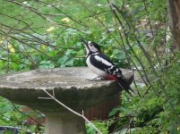 woodpecker drinking.jpg