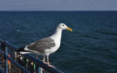 gull LA D800_N8D6987.jpg