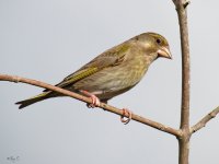 greenfinch1.jpg