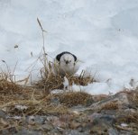 Ittoqq Snow Bunting s.jpg