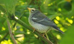 BF Juv Northern Parula.jpg