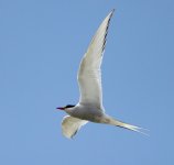 arctictern report.JPG