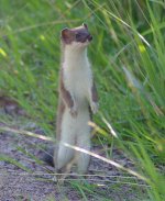 Stoat Meerkat.jpg