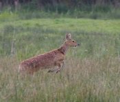 Water Deer.jpg