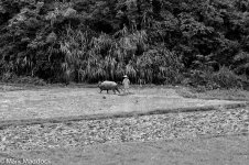 1298_Rice paddy_buffalo.jpg