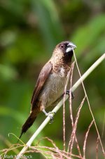 1329_White-rumped Munia.jpg